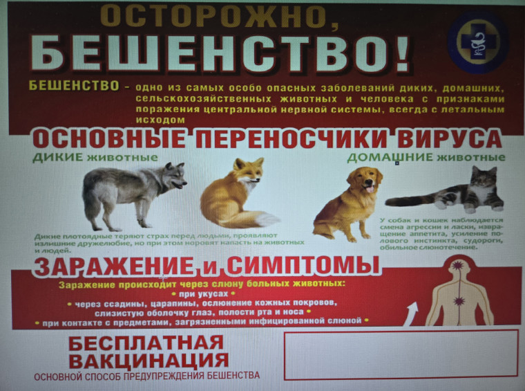 Бешенство – острое инфекционное вирусное особо опасное заболевание животных и человека. Бешенство – острое инфекционное вирусное особо опасное заболевание животных и человека.